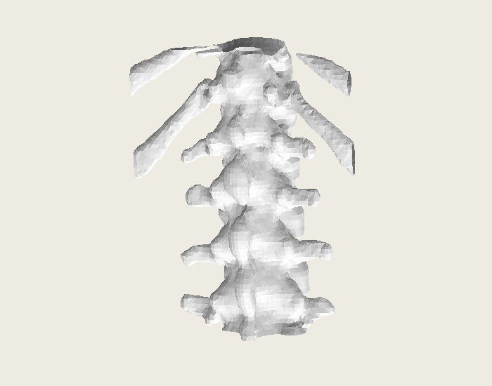 Recovered vertebral-region bone surface, including cropped ribs and open boundaries.